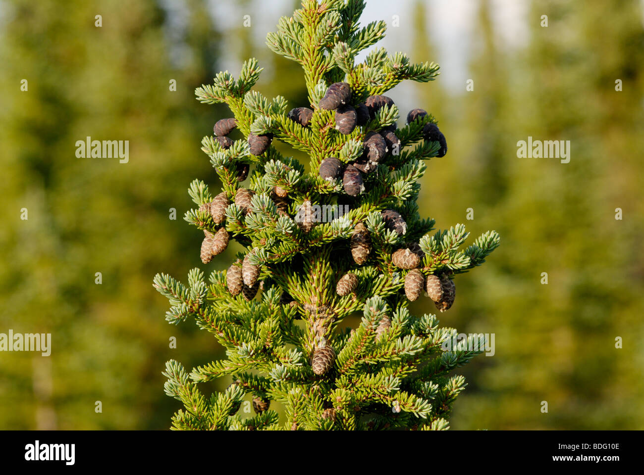 Black spruce, Picea mariana, en los bosques boreales de Alaska Foto de stock