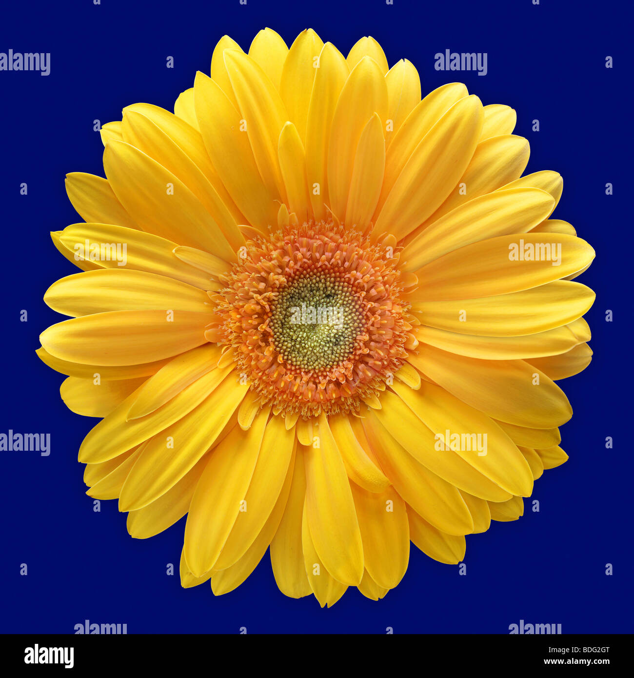 Gerbera amarilla flor sobre fondo azul. Foto de stock