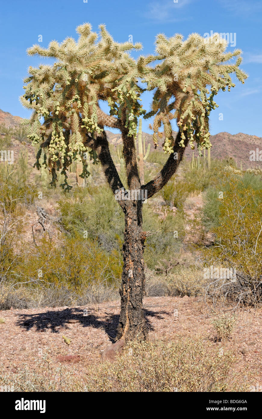 Frutas cadena Cholla o saltos de la Cholla (Opuntia fulgida), Monumento Nacional Organ Pipe Cactus, en el sur de Arizona, EE.UU. Foto de stock