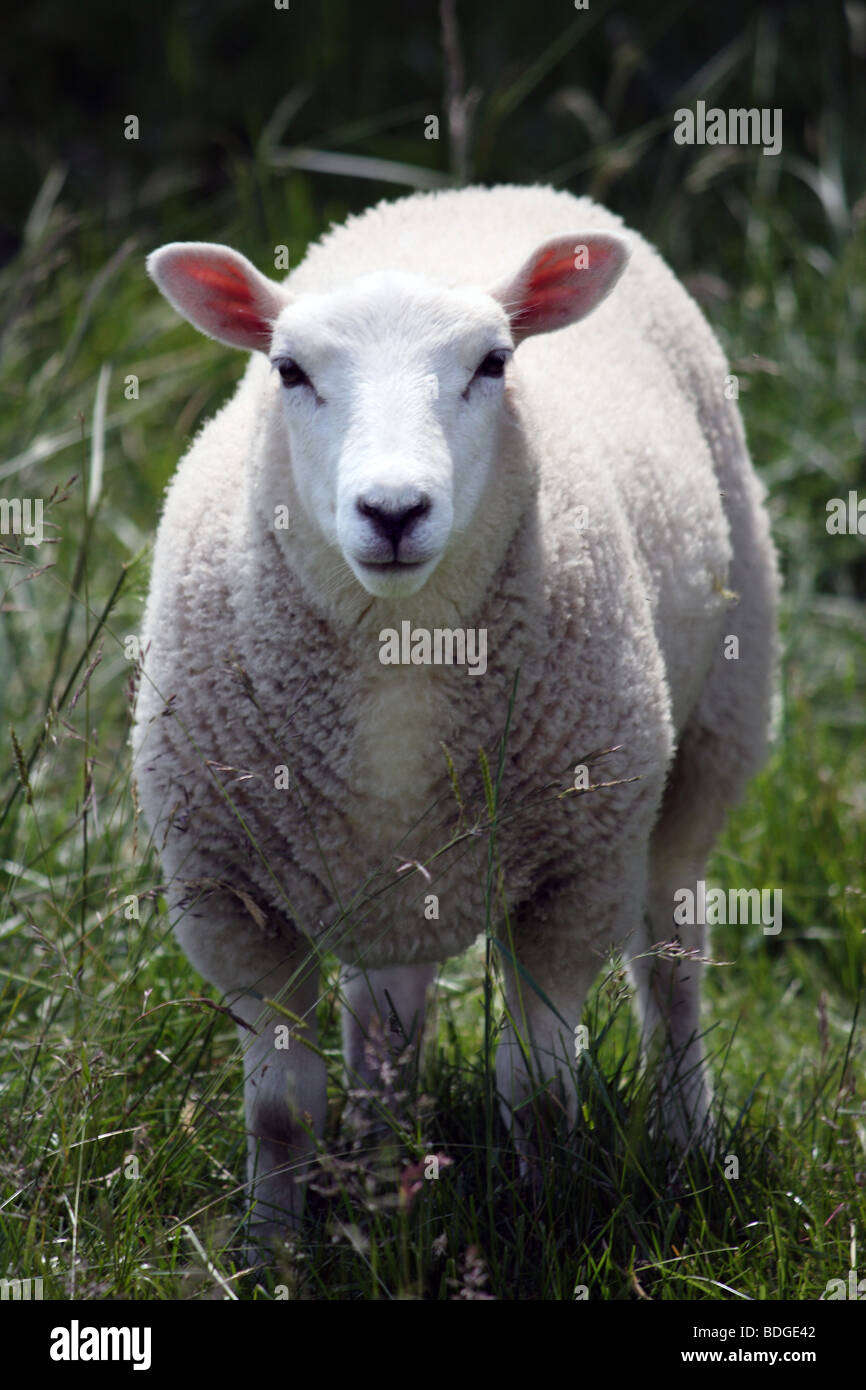 Una oveja se puso de pie en un campo Fotografía de stock Alamy