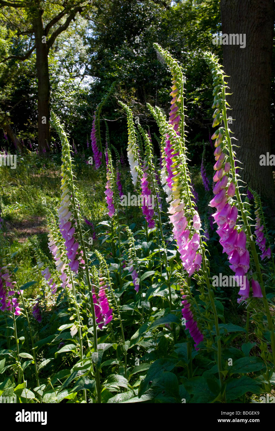 Foxgloves silvestres en los bosques, Oxfordshire, Inglaterra Foto de stock