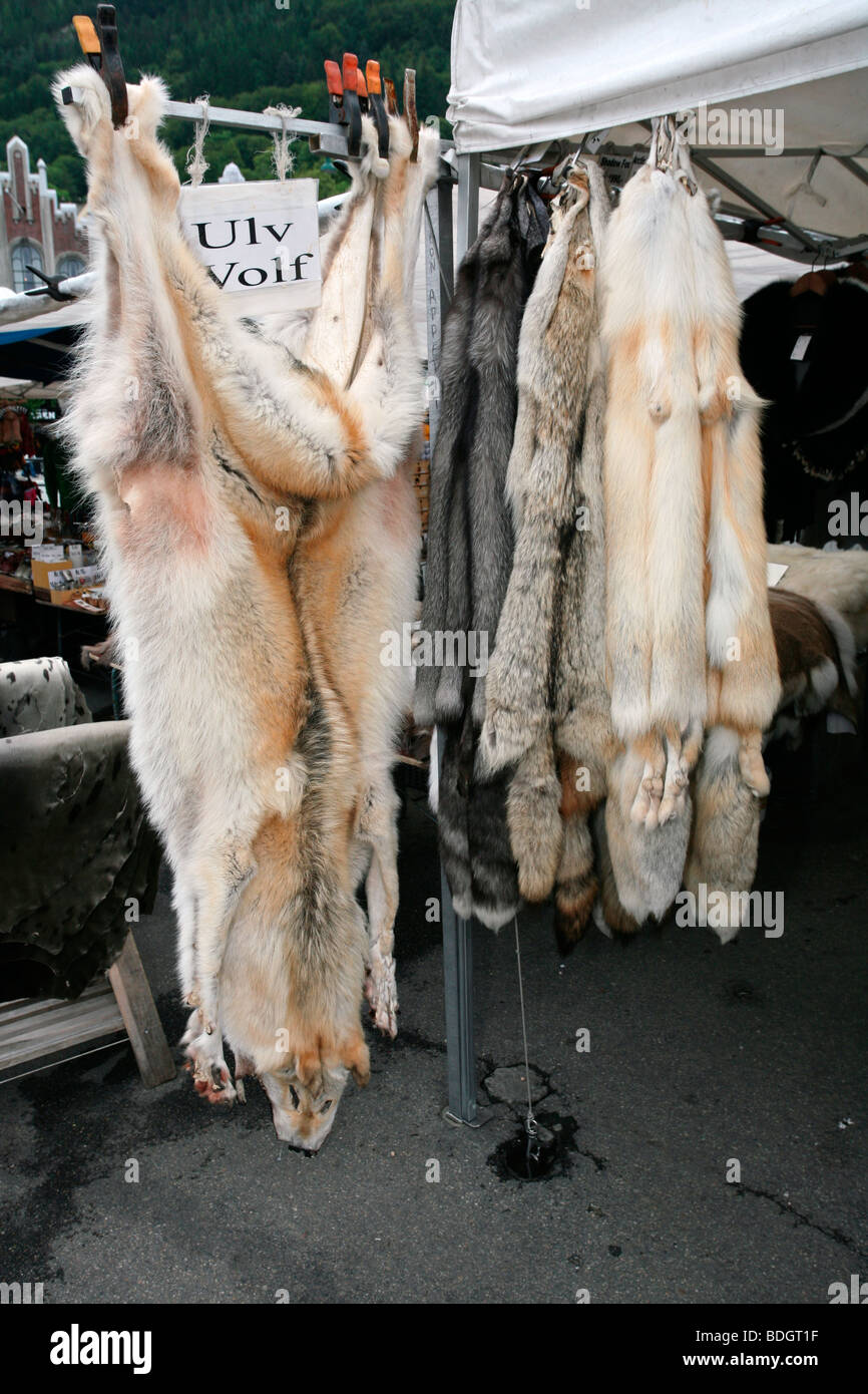 Bergen: Torget Mercado de Pescado: Lobos abrigos de piel pieles Foto de stock