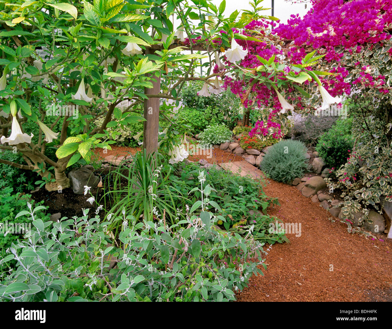 Hierbas de invernadero con flores de buganvilla. El tomillo jardín. Alsea,  Oregón Fotografía de stock - Alamy