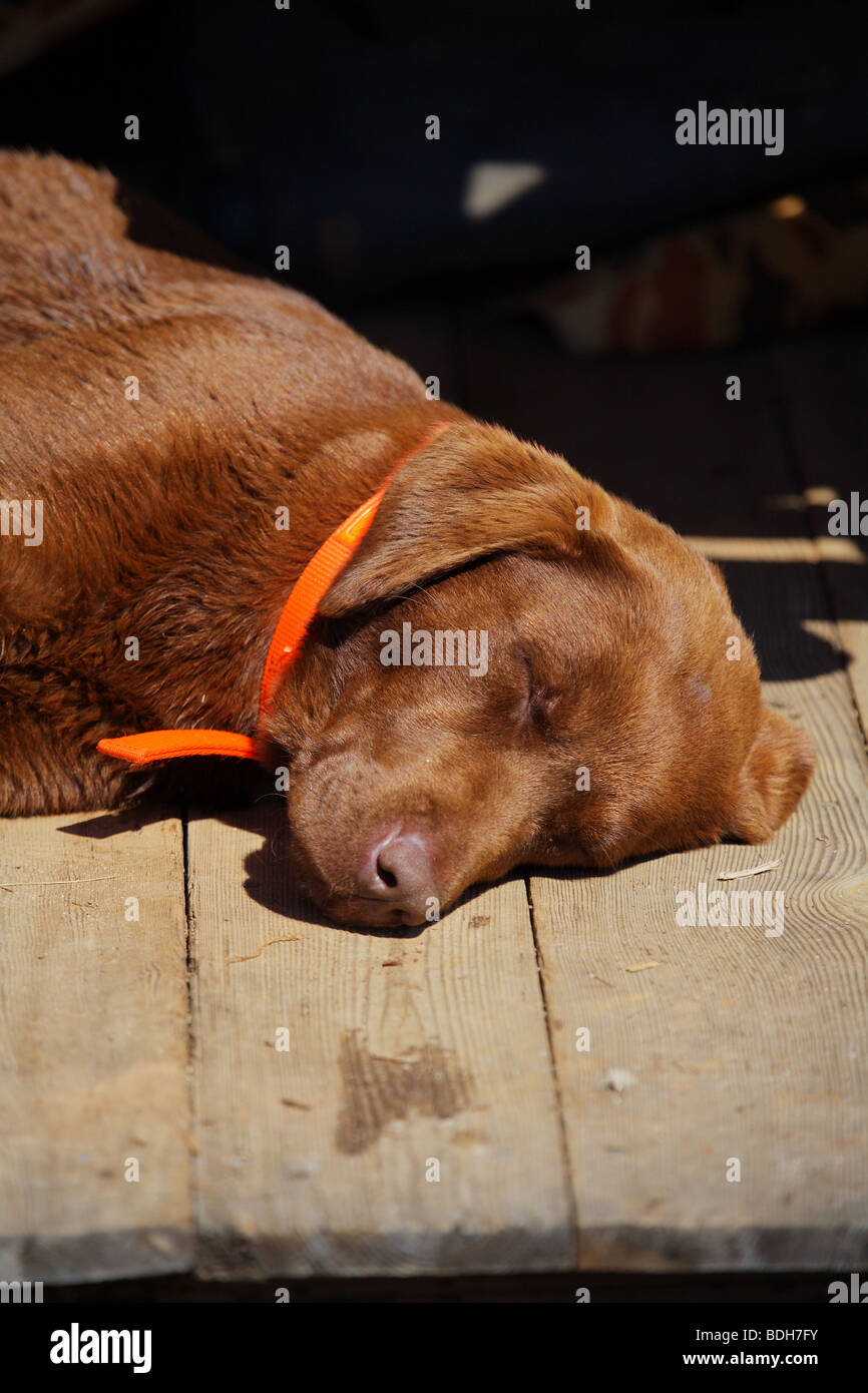 CLOSE-UP HEADSHOT BROWN RETRIEVER durmiendo en el Porche después de un día de caza de patos Foto de stock