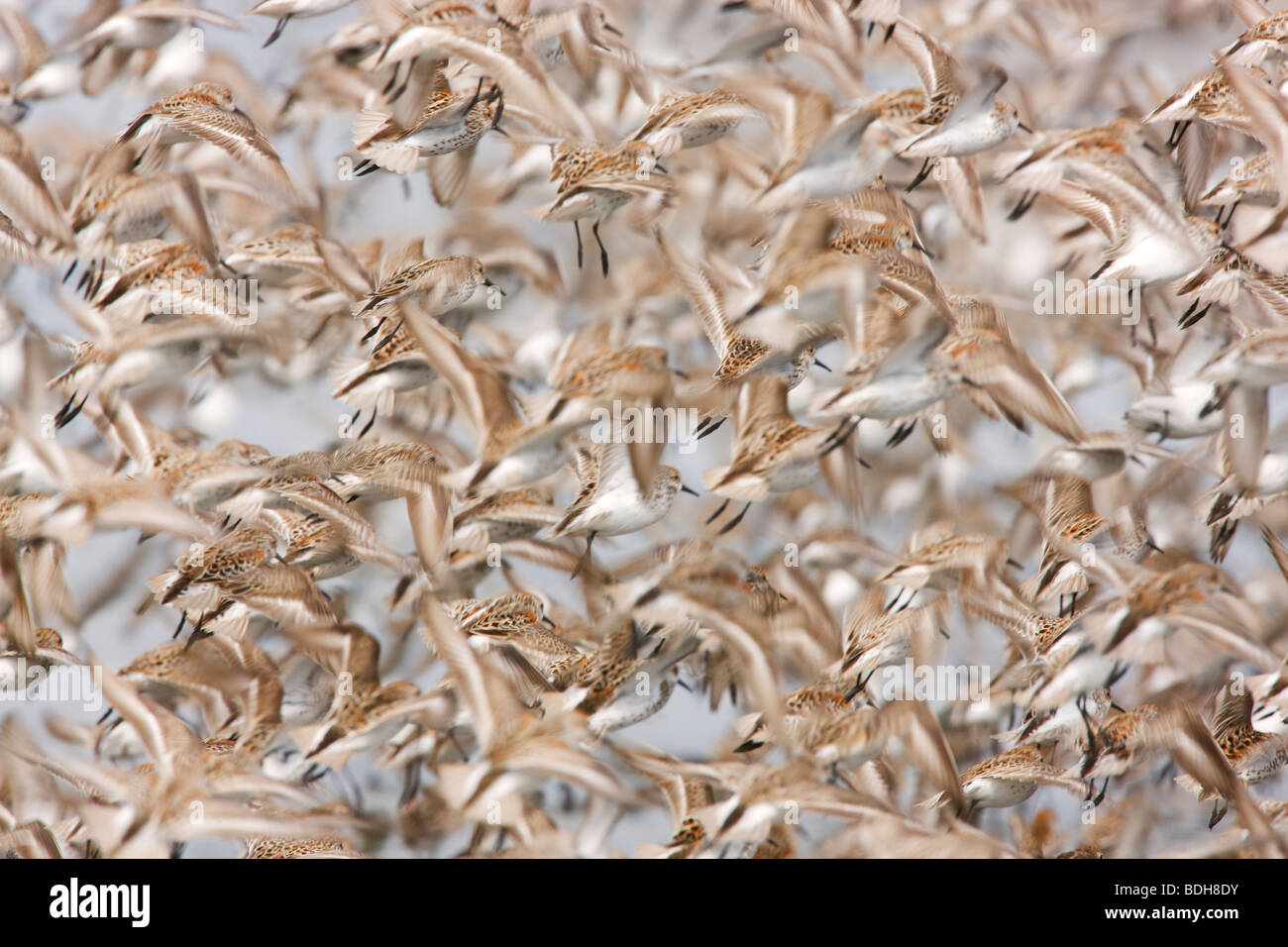 De la migración de las aves playeras, principalmente de países occidentales playeritos, Delta del Río Cobre, cerca de Cordova, Alaska. Foto de stock