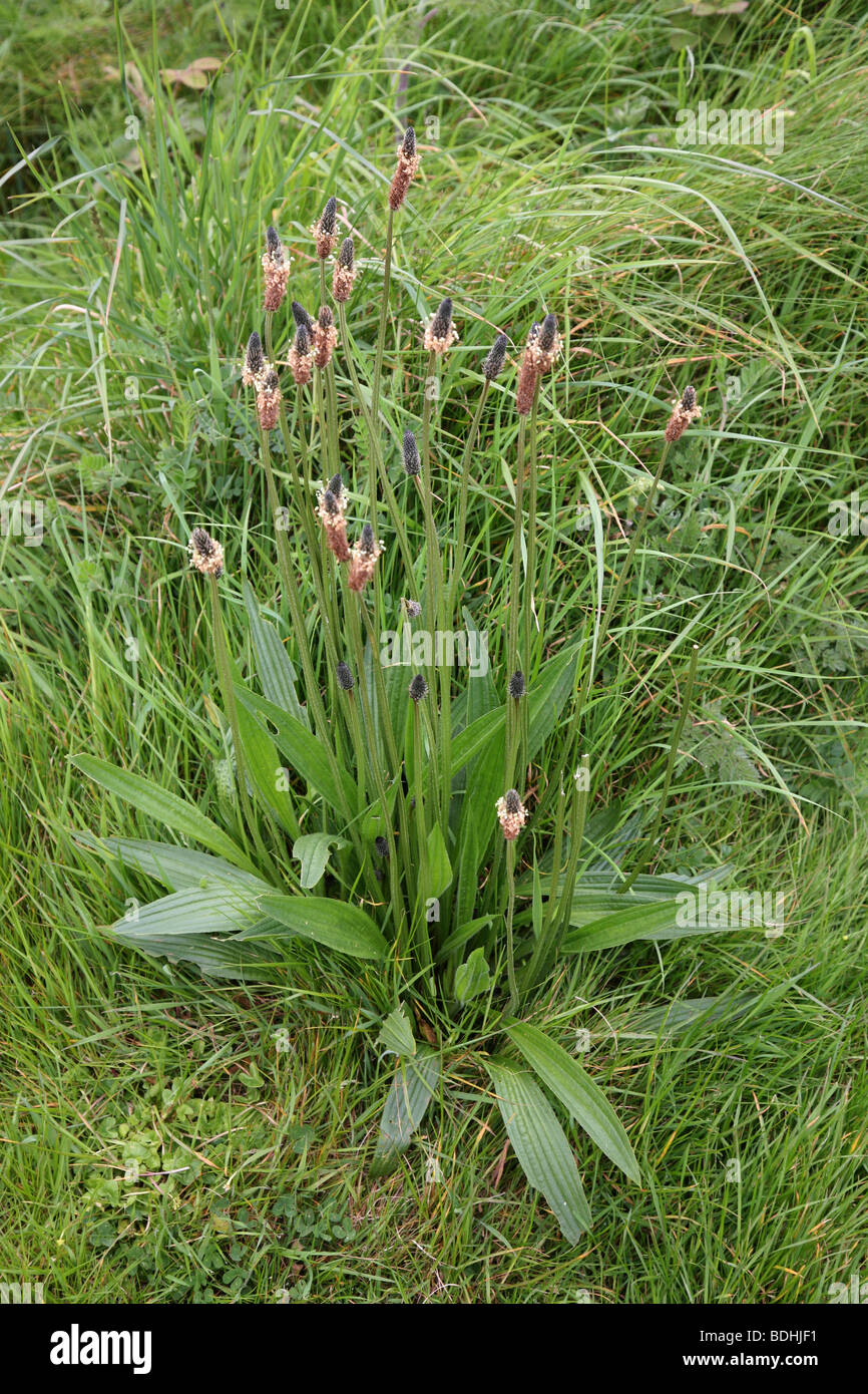 Un llantén menor (Plantago lanceolata), también llamado plátano inglés Foto de stock