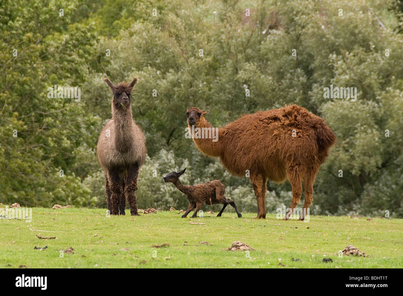 Lama Recién Nacido en una granja británica en Gloucestershire, Inglaterra Foto de stock
