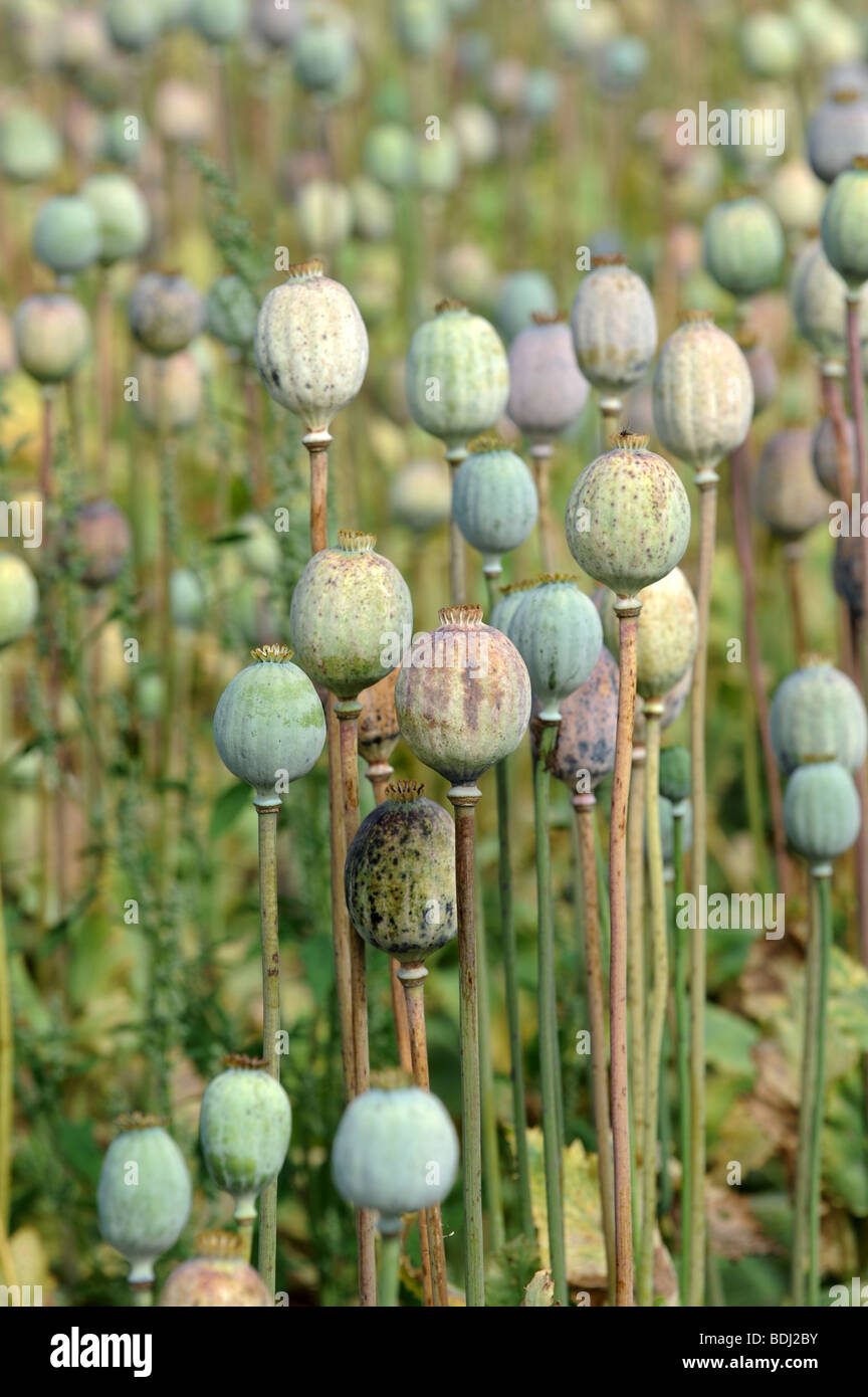 Cabezas de semillas de Flores de amapola de secado al sol Foto de stock