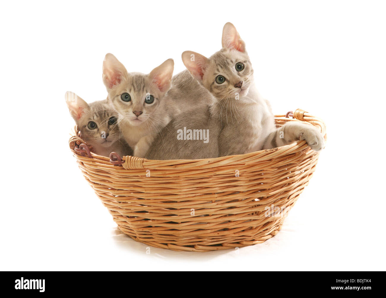Tonkinese gato - tres gatitos en la cesta Foto de stock