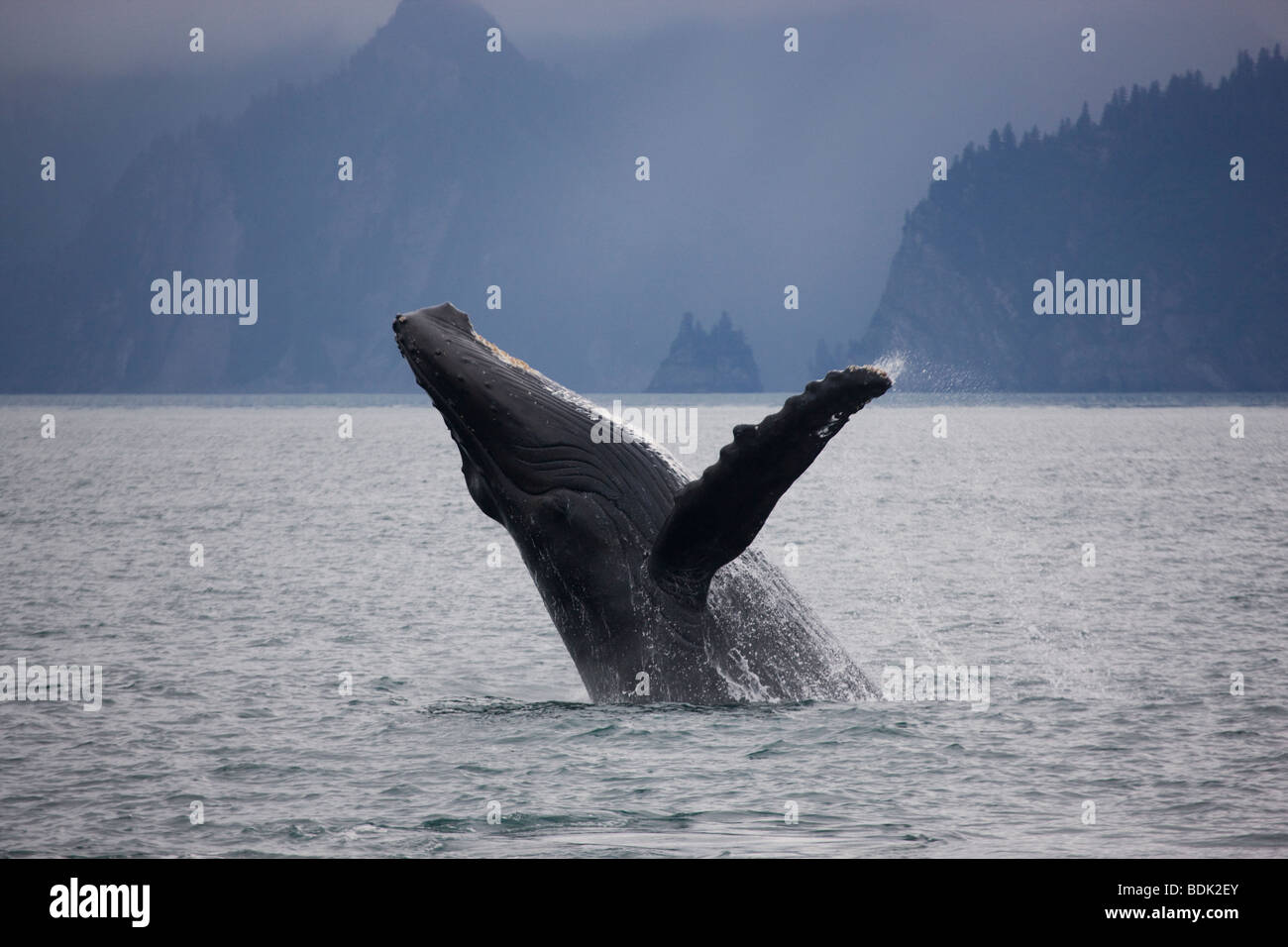 La ballena jorobada, Parque Nacional de los fiordos de Kenai, Alaska. Foto de stock
