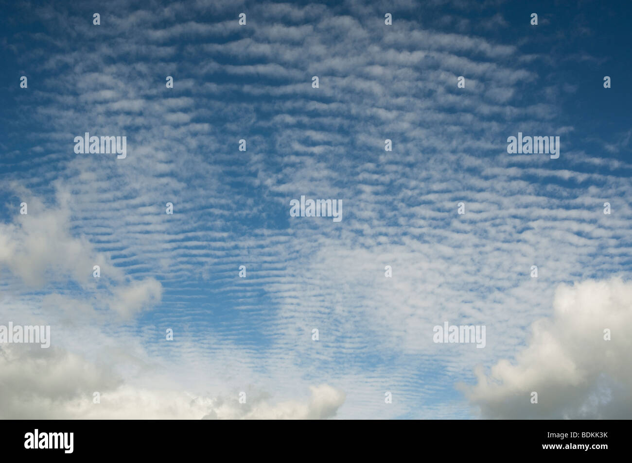 Altocúmulos undulatus nubes Foto de stock