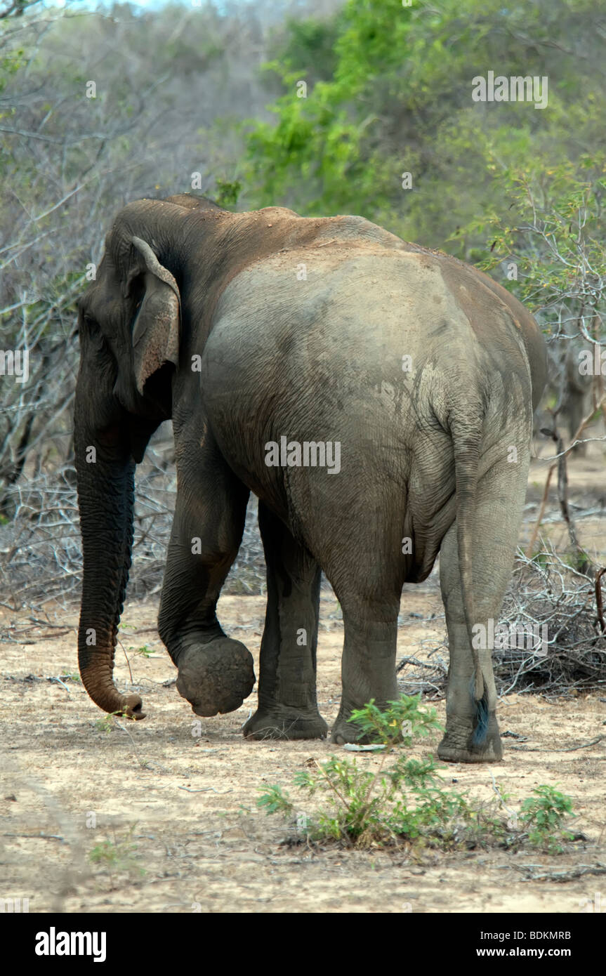 En Sri Lanka, el elefante (Elephas maximus maximus) Sri Lanka Parque Nacional Toro Solitario Foto de stock