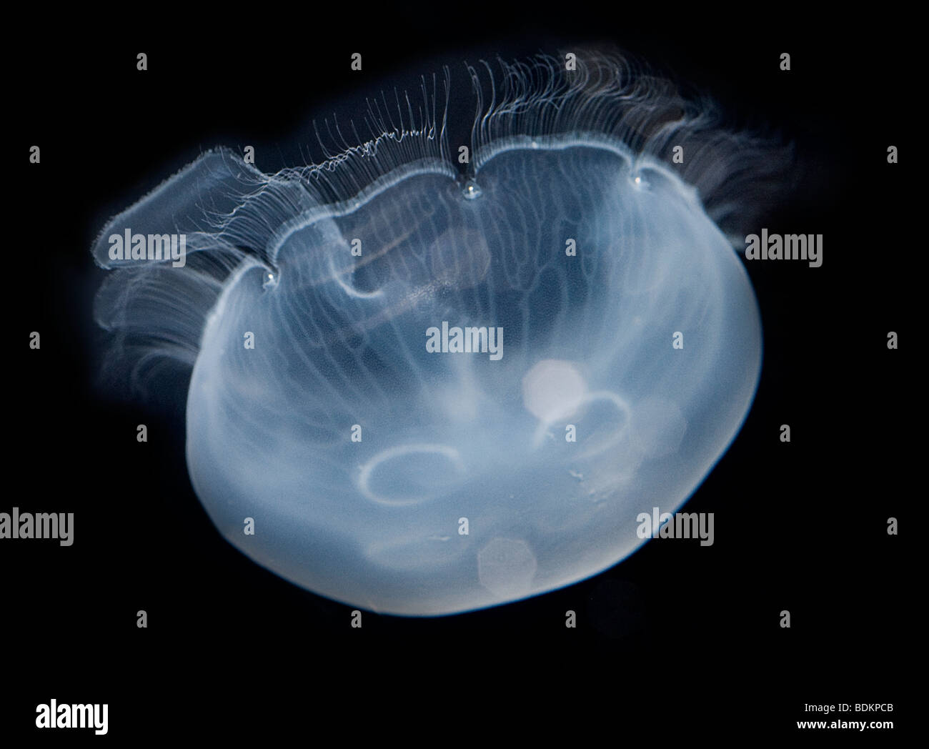 Luna, medusa Aurelia aurita, también conocido como luna jalea, medusas, común y jalea de platillo. Foto de stock