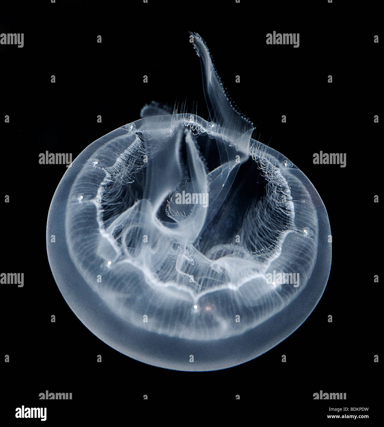 Luna, medusa Aurelia aurita, también conocido como luna jalea, medusas, común y jalea de platillo. Foto de stock