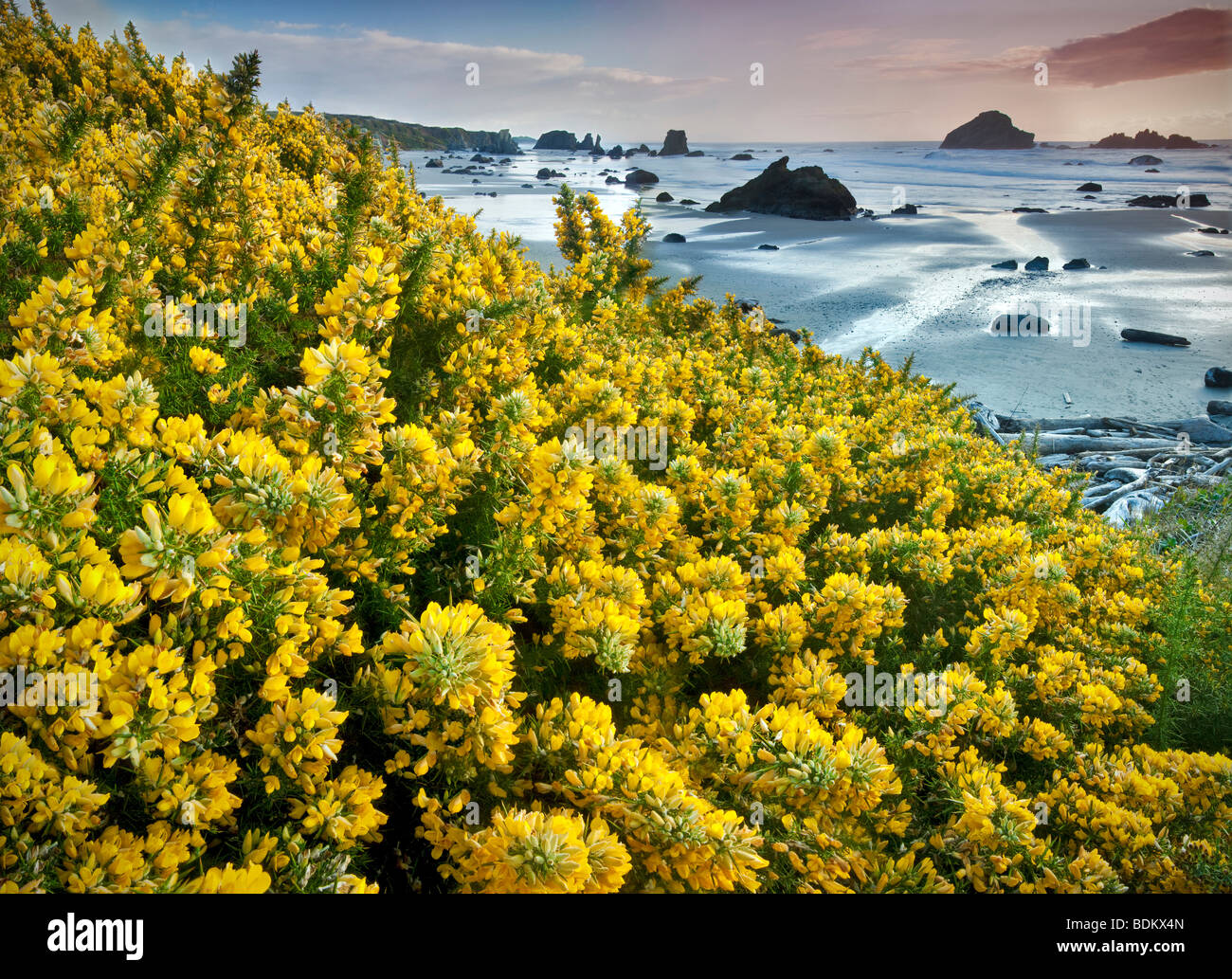 Playa de Bandon con blooming tojo. Oregon Foto de stock