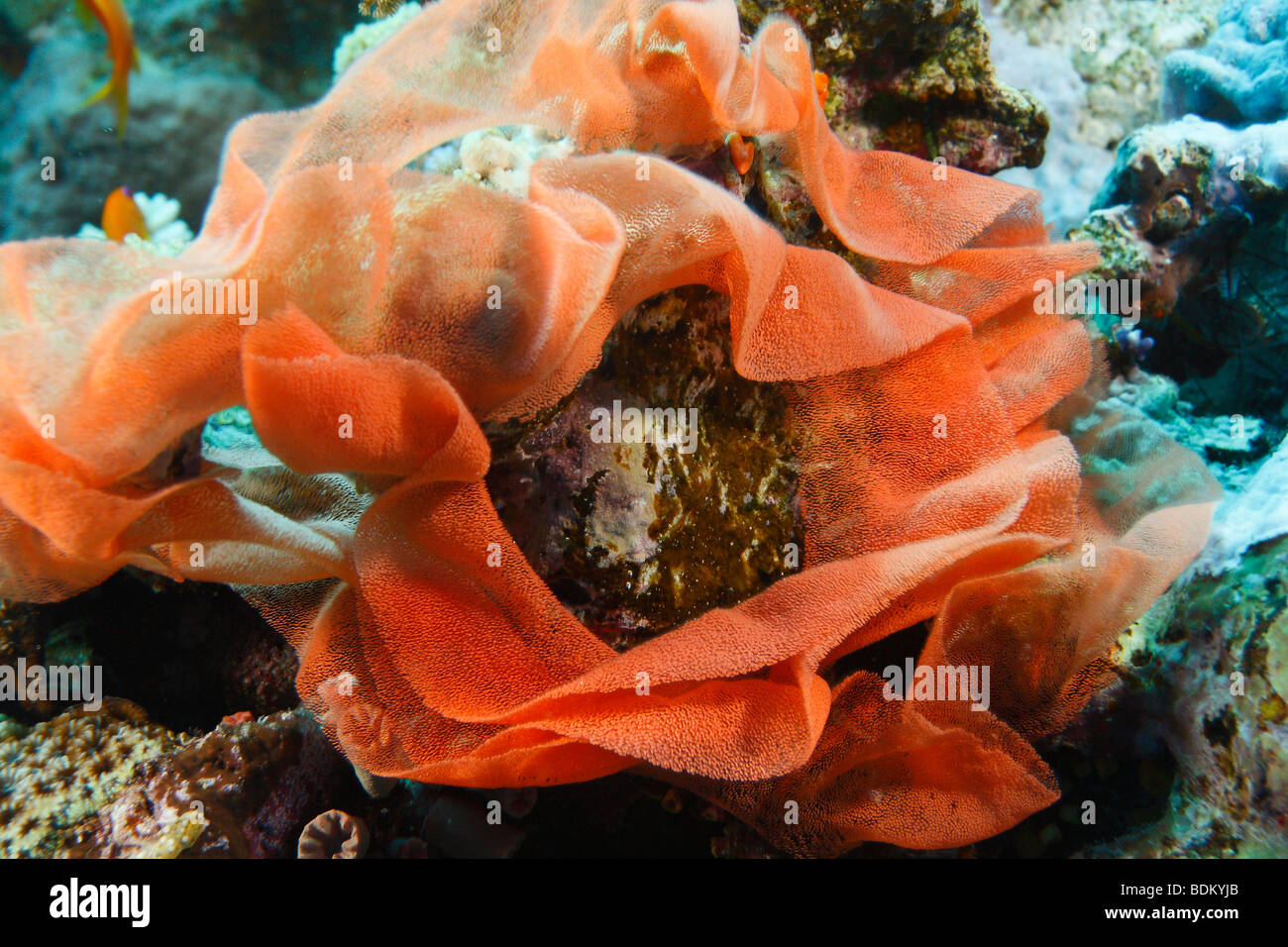 Una imagen del bailarín español nudibranch huevos conectados juntos por moco en rojo-anaranjado velo adjunta al arrecife de coral. Foto de stock