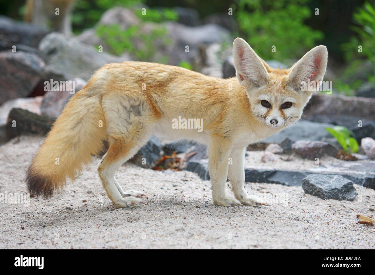 Fennec Fox (Vulpes zerda). Permanente de adultos Foto de stock