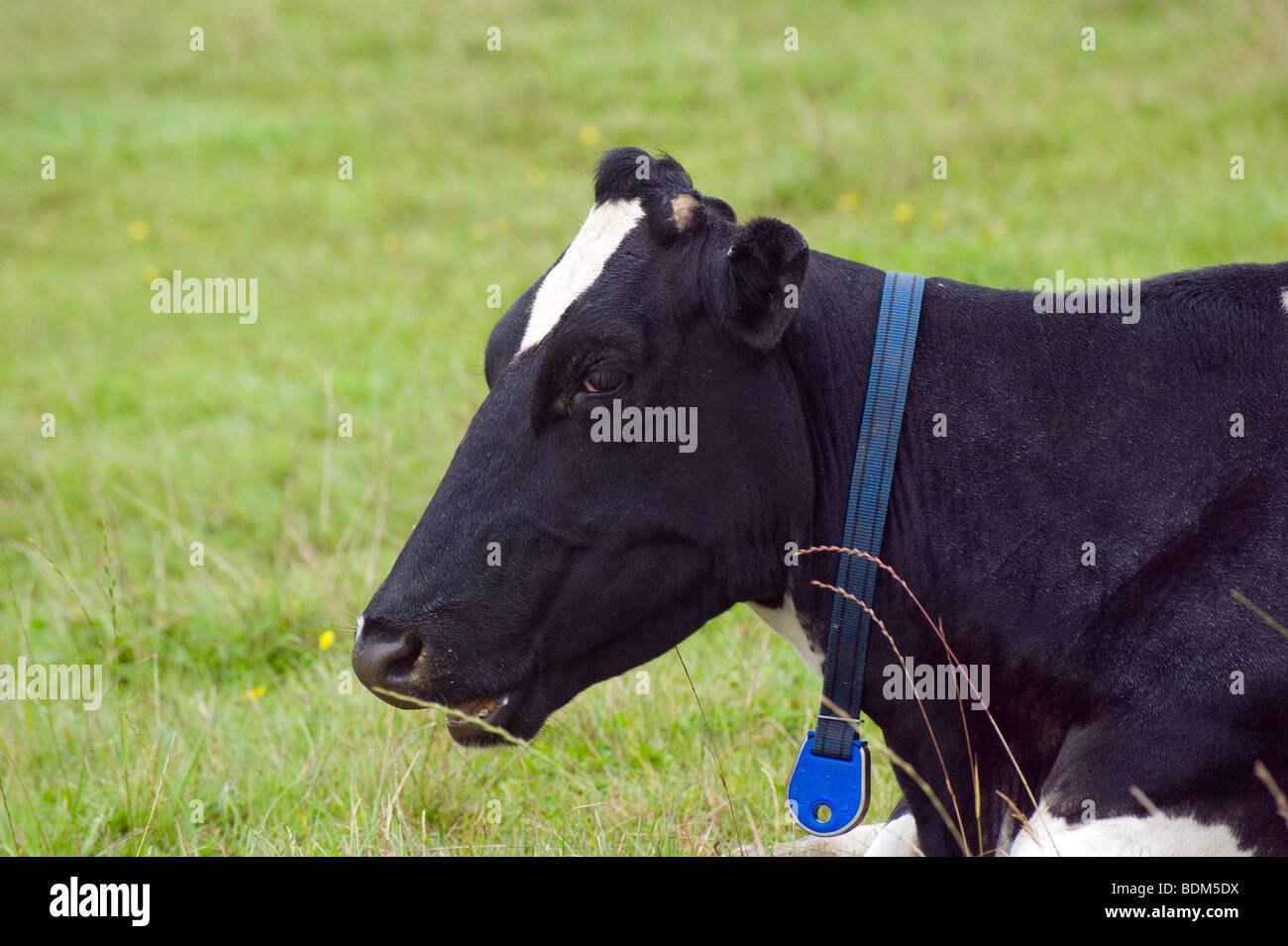 Vaca lechera en un campo Foto de stock