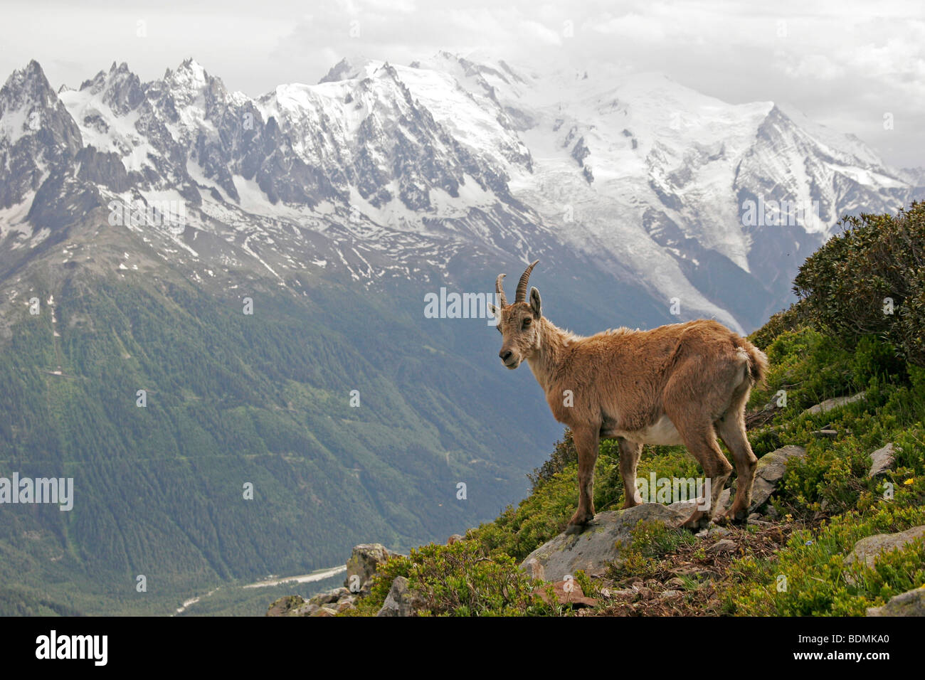 Alpina (Capra ibex) en el macizo del Mont Blanc en Chamonix-Mont-Blanc, Francia, Europa Foto de stock