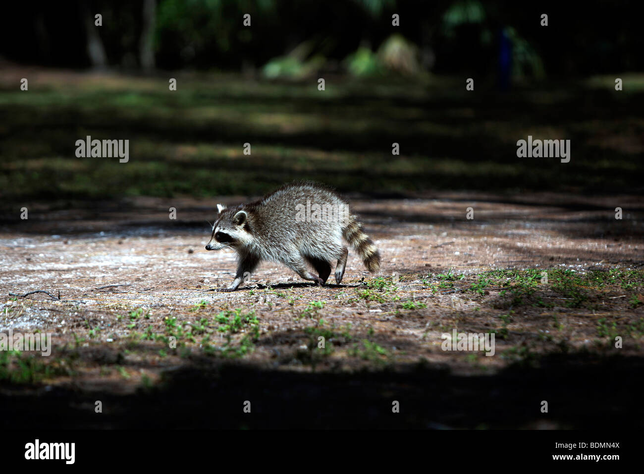 Un mapache (Procyon lotor), Florida, Estados Unidos de Norteamérica Foto de stock