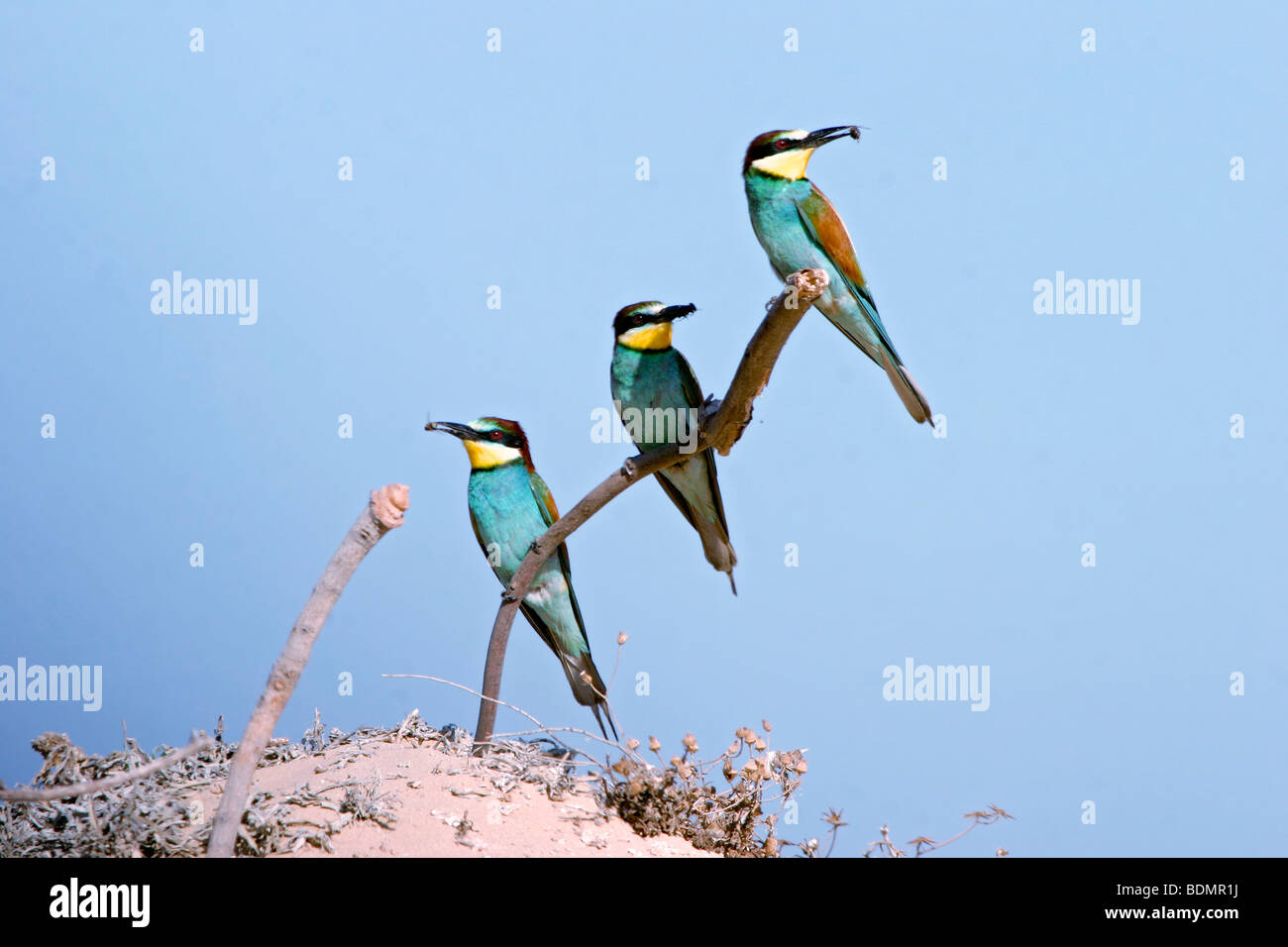 Tres Europeo abejarucos Merops apiaster, posado en una rama de Israel en la primavera Foto de stock