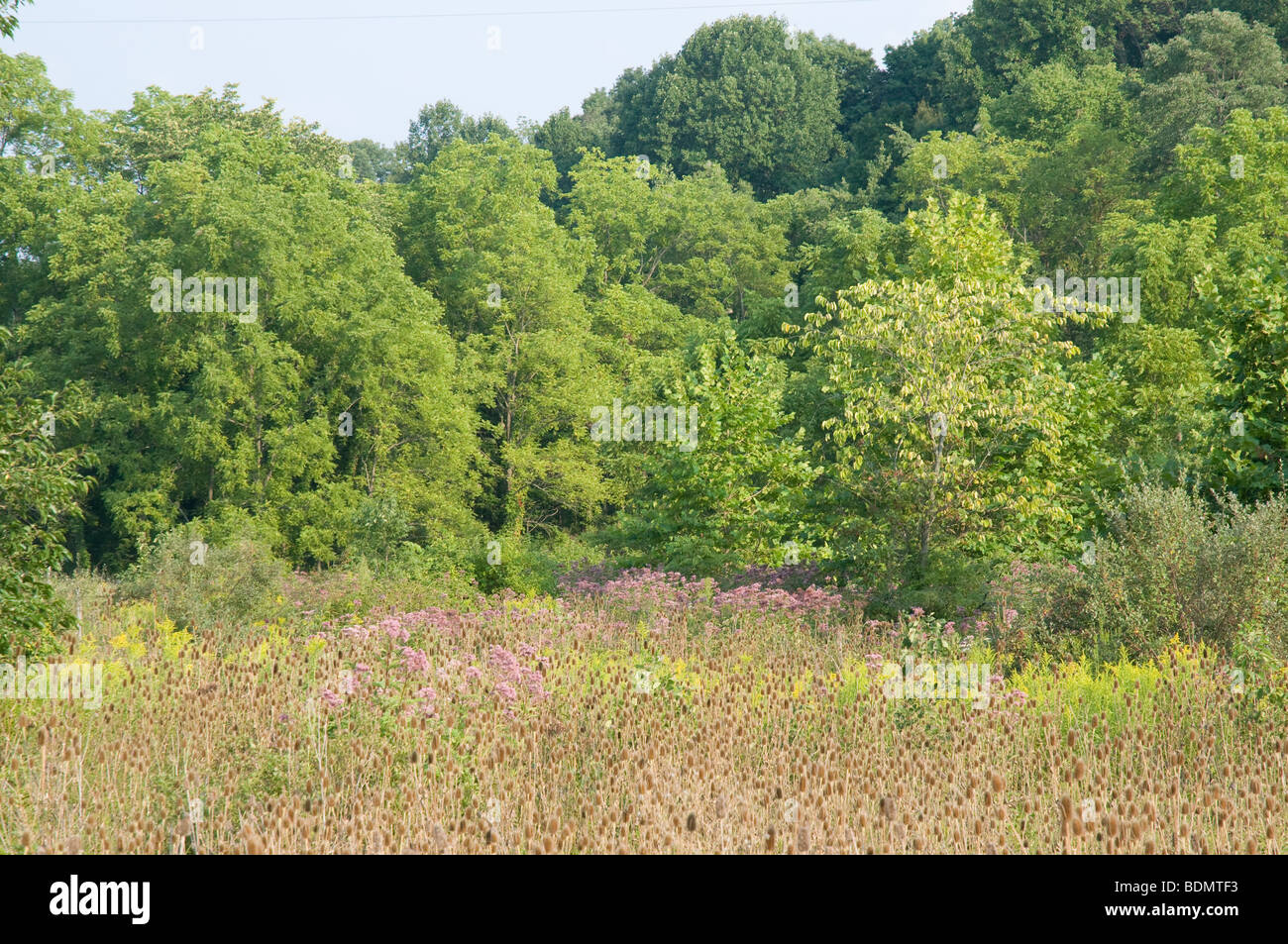 Campo de flores silvestres en Ohio Foto de stock