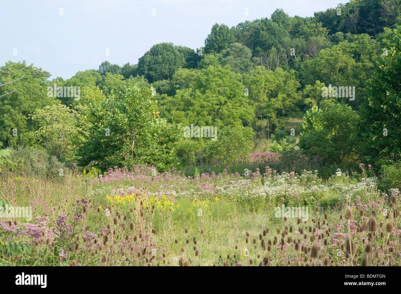 Campo de flores silvestres en Ohio Foto de stock