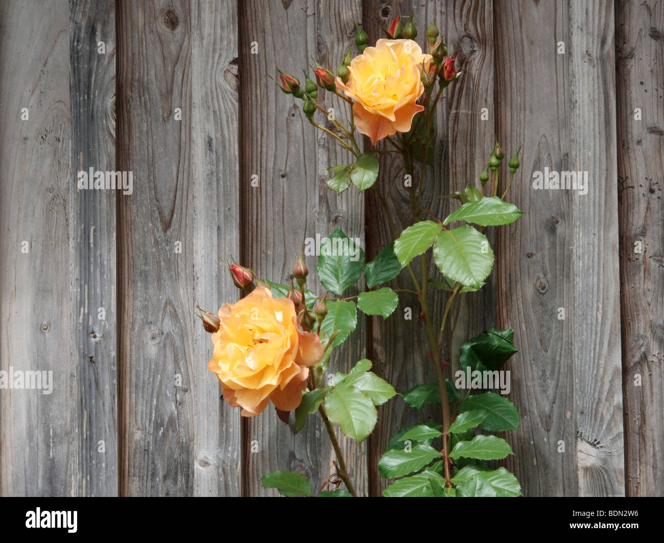 Escalada Rose (Rosa) en una pared de madera Foto de stock