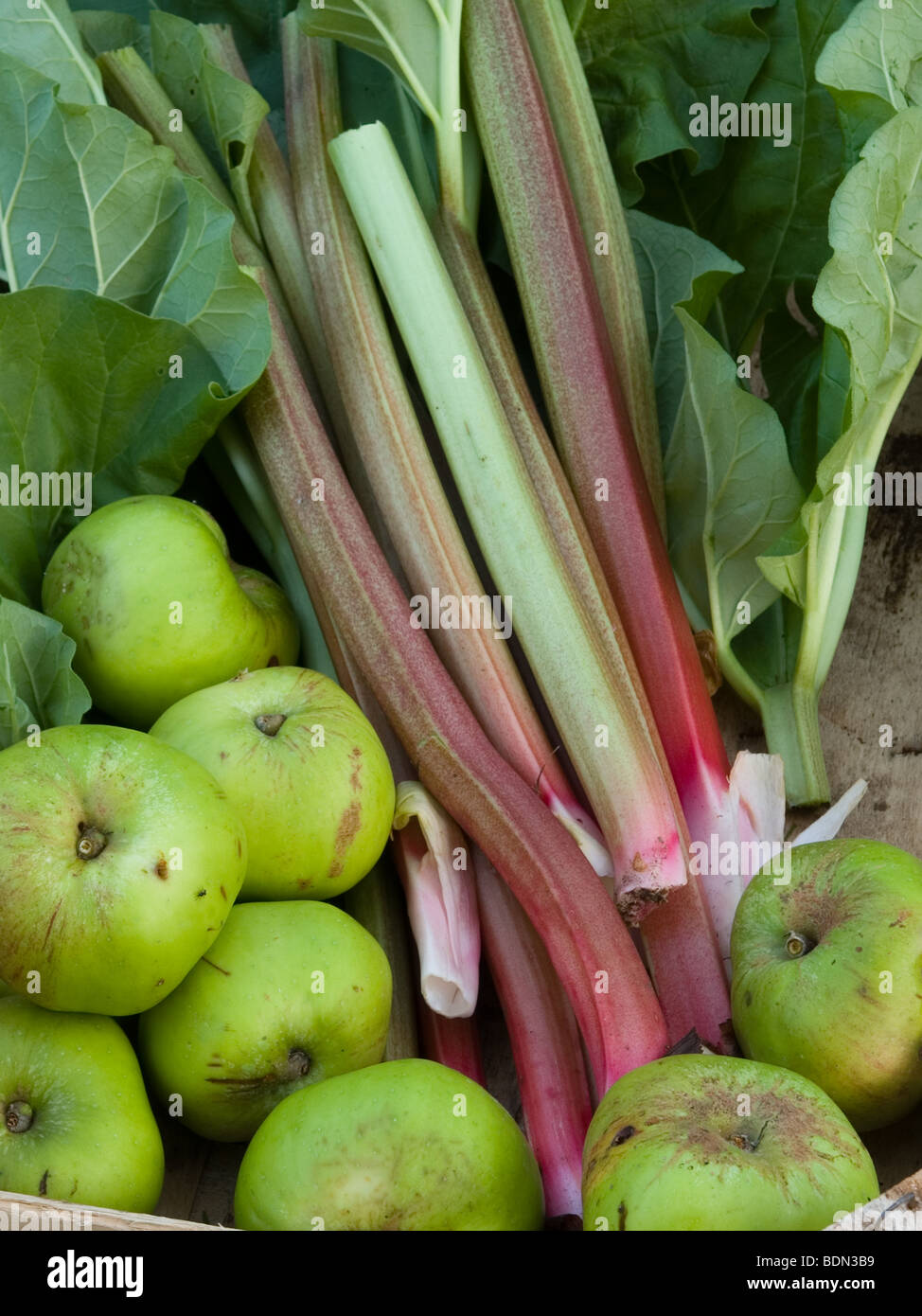 El ruibarbo y manzanas Foto de stock