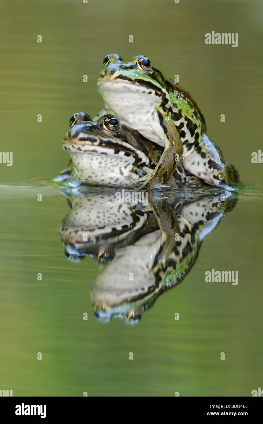 Ranas comestibles (Rana esculenta, Pelophylax kl. Con reflexión esculentus) Foto de stock
