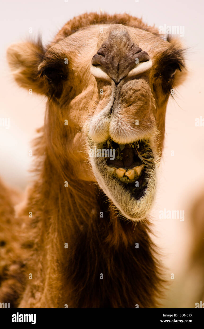 Un camello parece estar sonriendo en un close-up mientras está comiendo en el desierto de Siria. Foto de stock