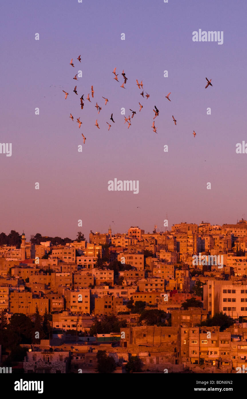 Las palomas sobrevuelan Ammán skyline al atardecer. Foto de stock