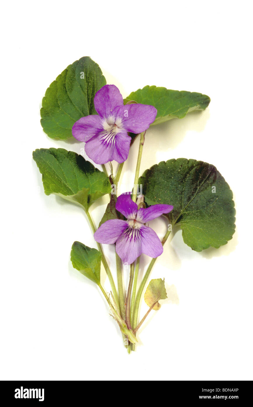 Perro común violeta (Viola riviniana), planta con flores, studio picture. Foto de stock