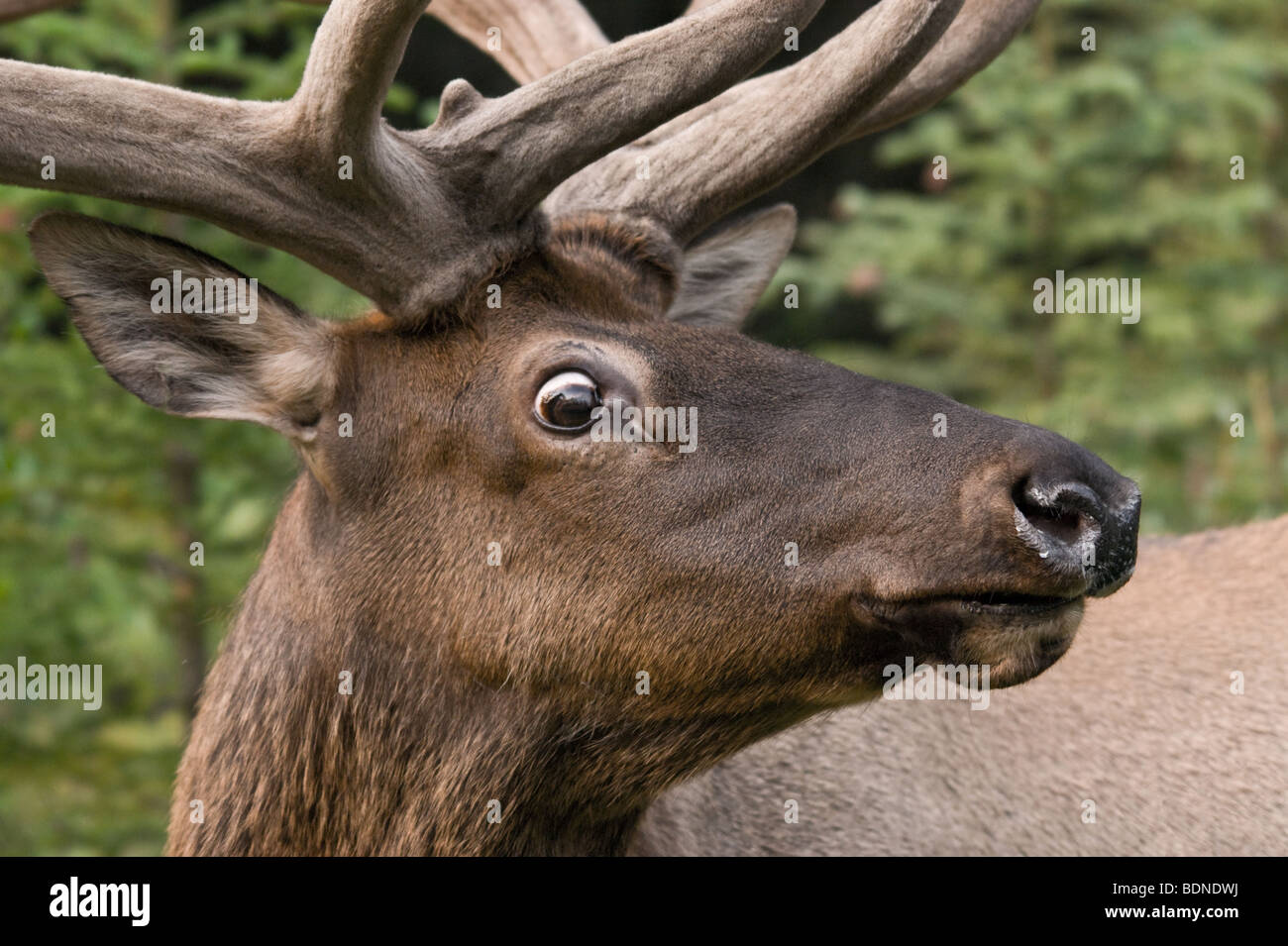 Elk macho en alerta al costado de la carretera, mirando al tráfico que se aproxima Foto de stock