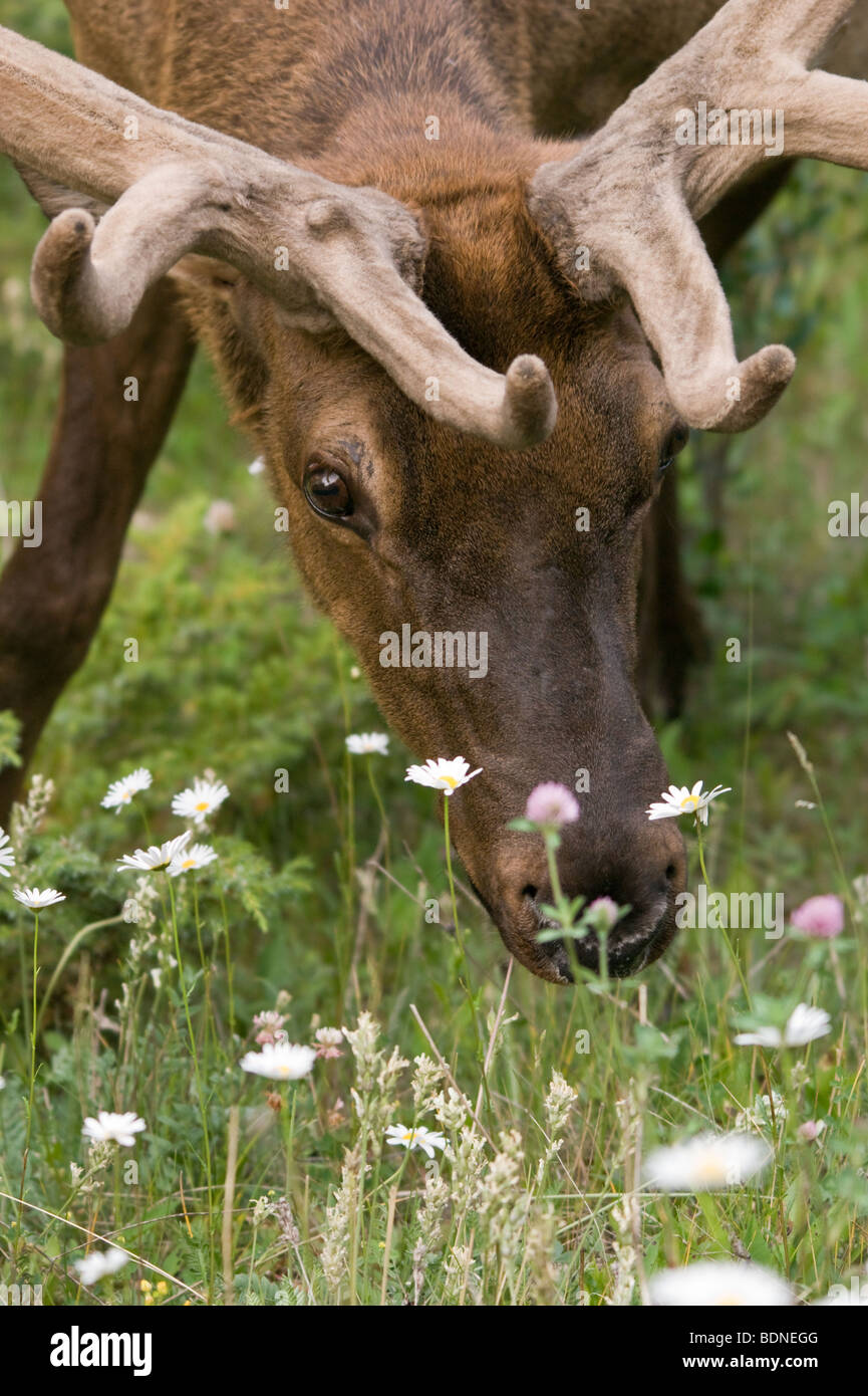 Macho joven alces comiendo Foto de stock