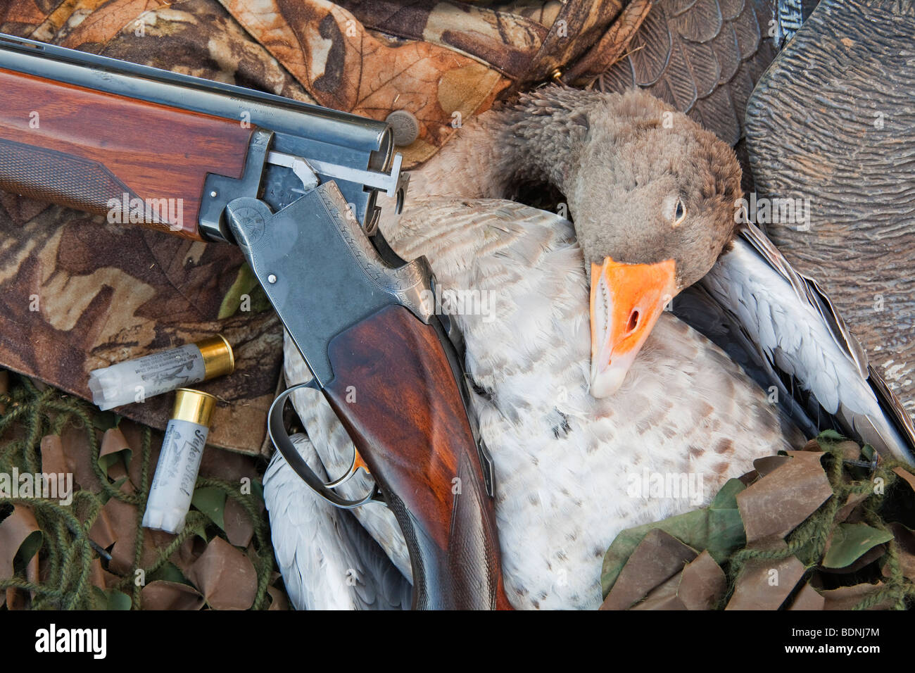 Un Graylag Goose fotografiado con el señuelo de un ganso y una escopeta Foto de stock
