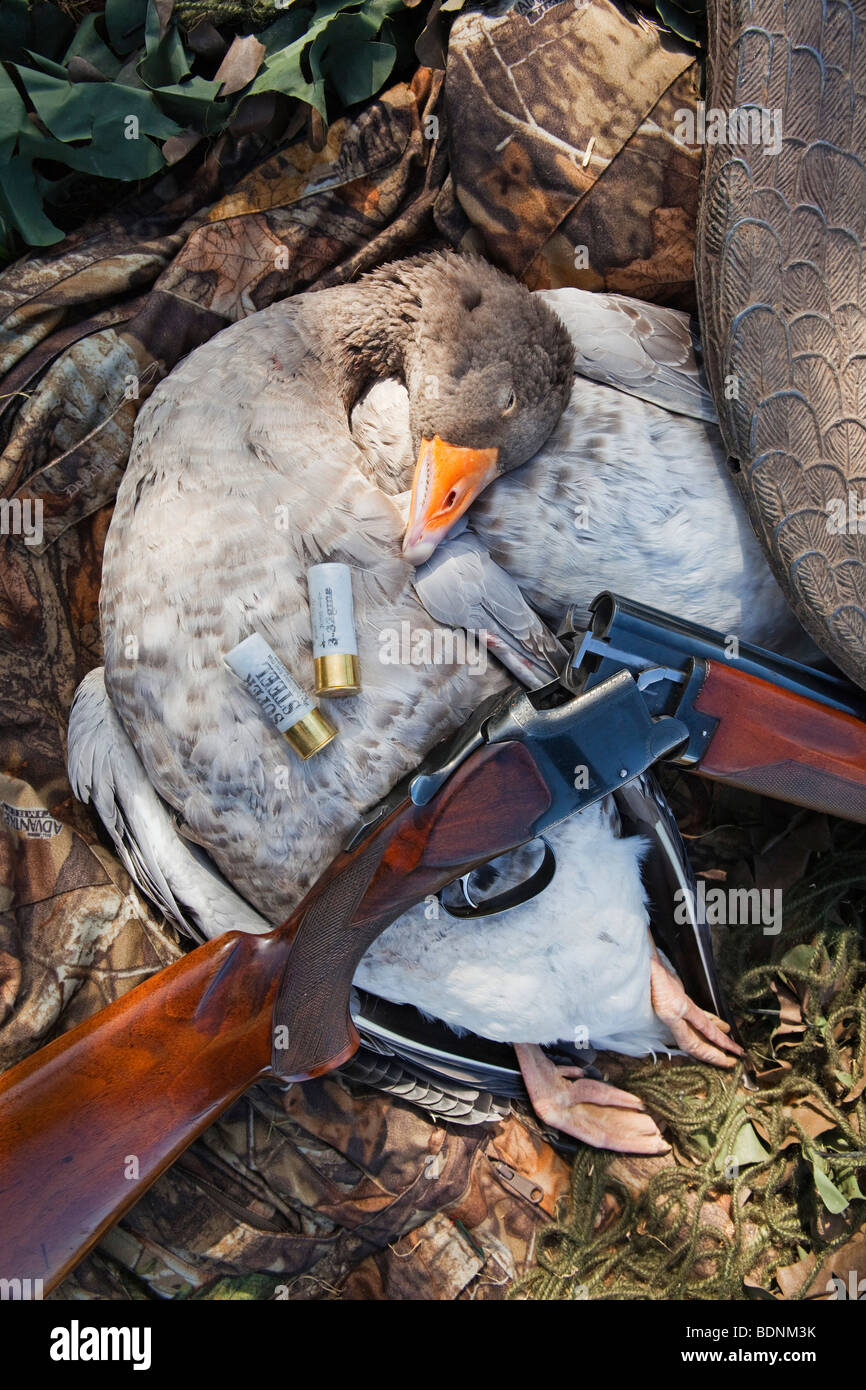 Un Graylag Goose fotografiado con el señuelo de un ganso y una escopeta Foto de stock