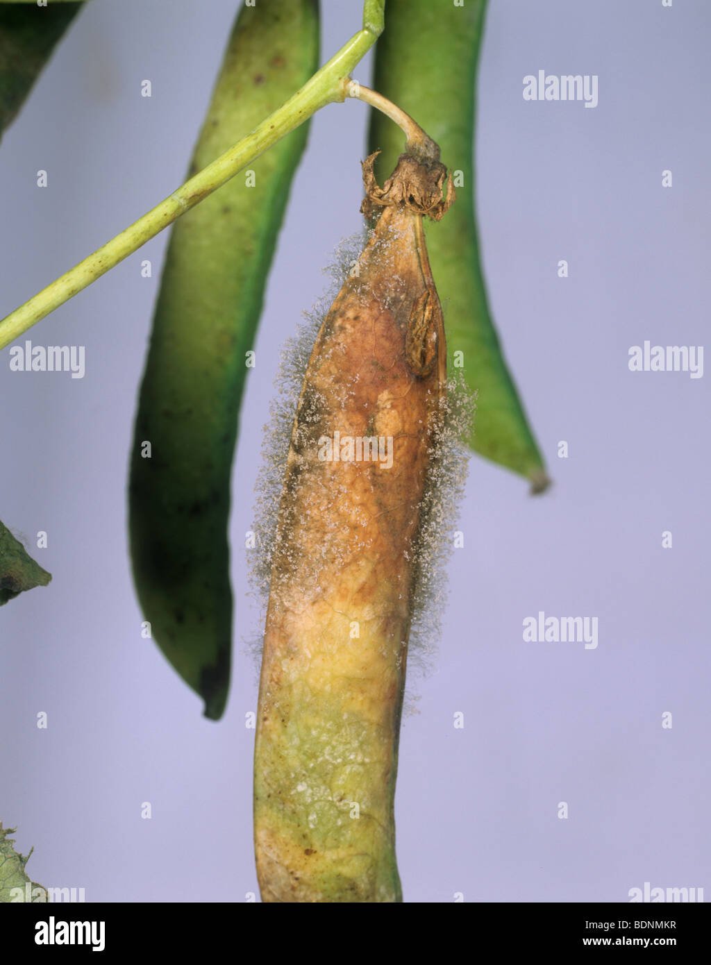 El moho gris (Botrytis cinerea) el micelio en vaina de guisante enfermo Foto de stock