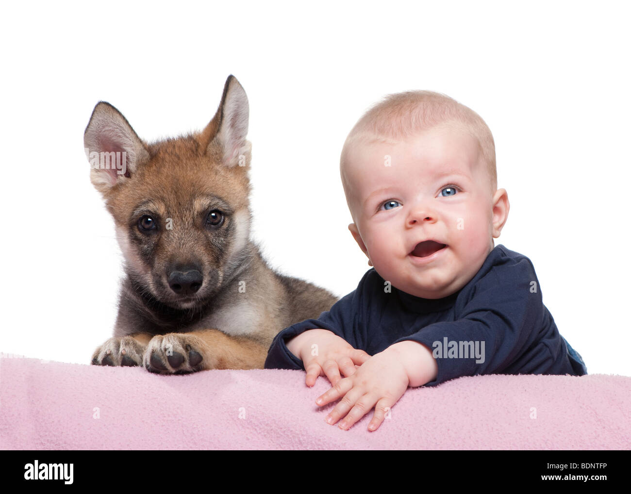 Retrato de niño con los jóvenes europeos wolf delante de un fondo blanco, Foto de estudio Foto de stock