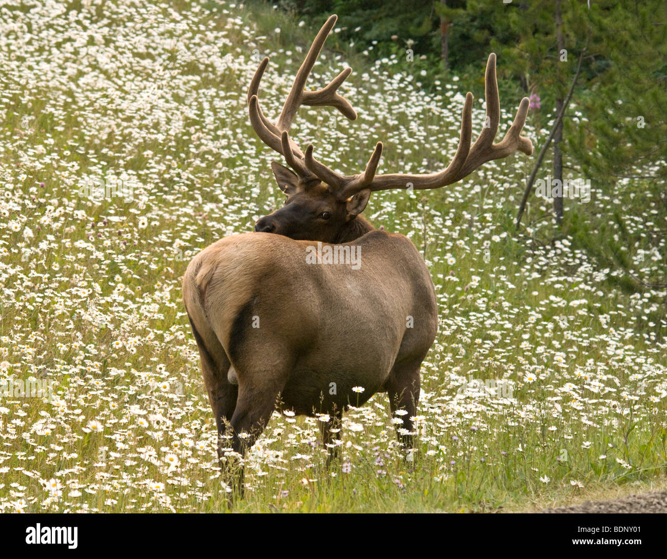 Bull elk mirando su espalda, rozando a un lado de la carretera Foto de stock