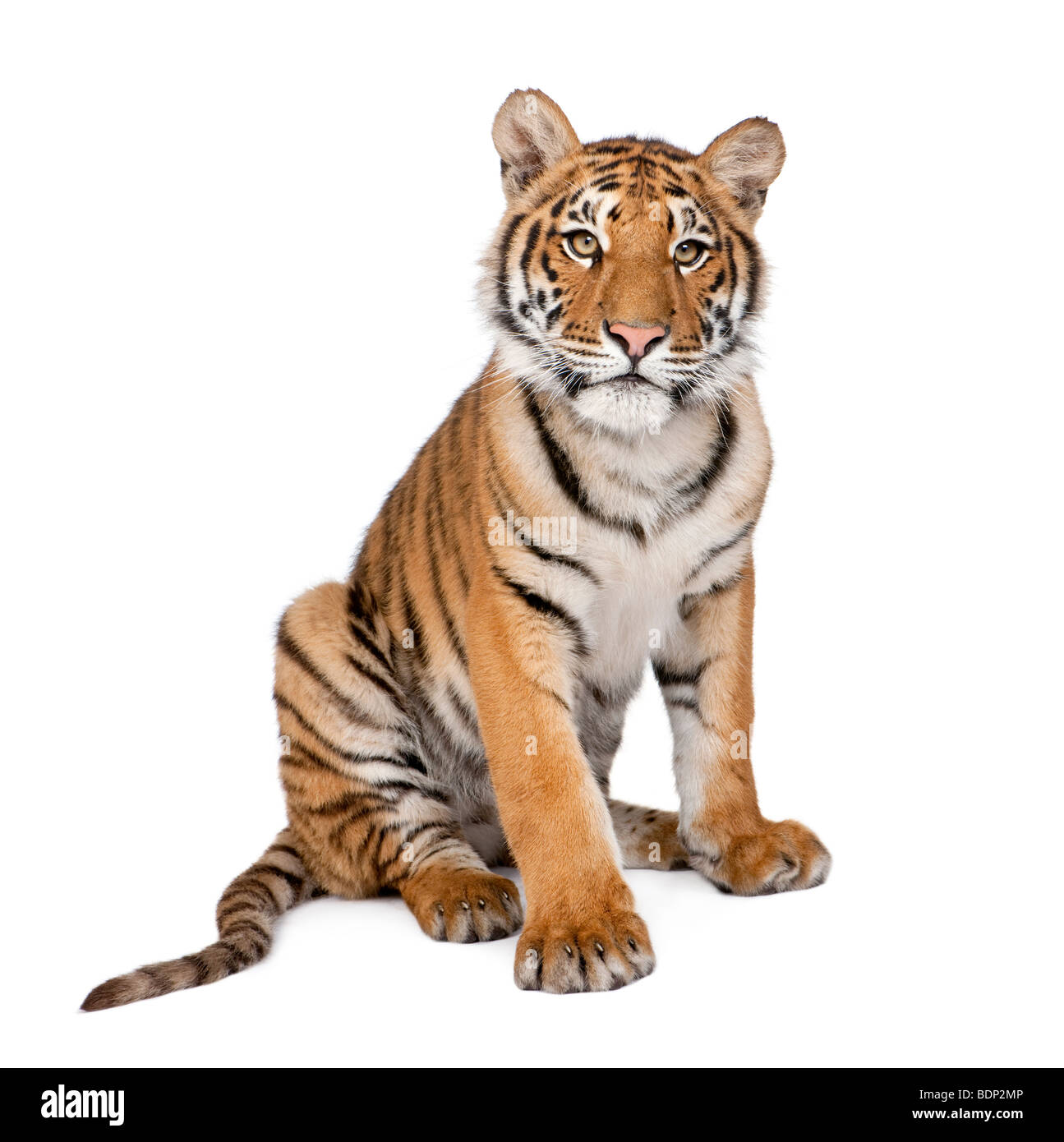 Retrato de Tigre de Bengala, de 1 año de edad, sentado delante de un fondo blanco, Foto de estudio, Panthera tigris tigris Foto de stock