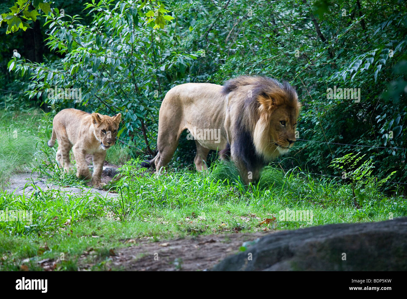 Y un cachorro de león en el Zoológico del Bronx en Nueva York Foto de stock