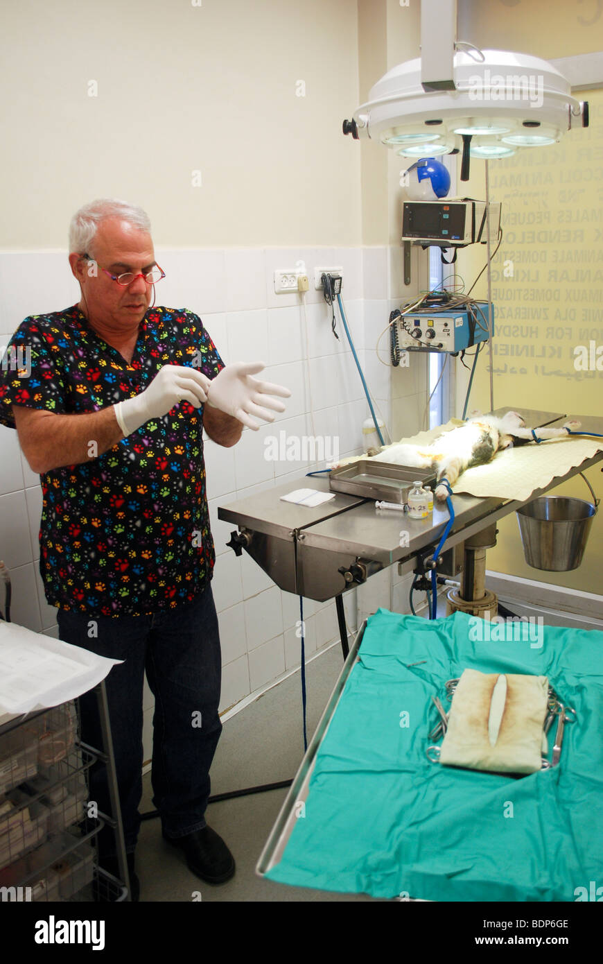 Clínica del veterinario, para mascotas y animales pequeños castrar una embarazada de gatos callejeros. El veterinario la preparación para la operación Foto de stock