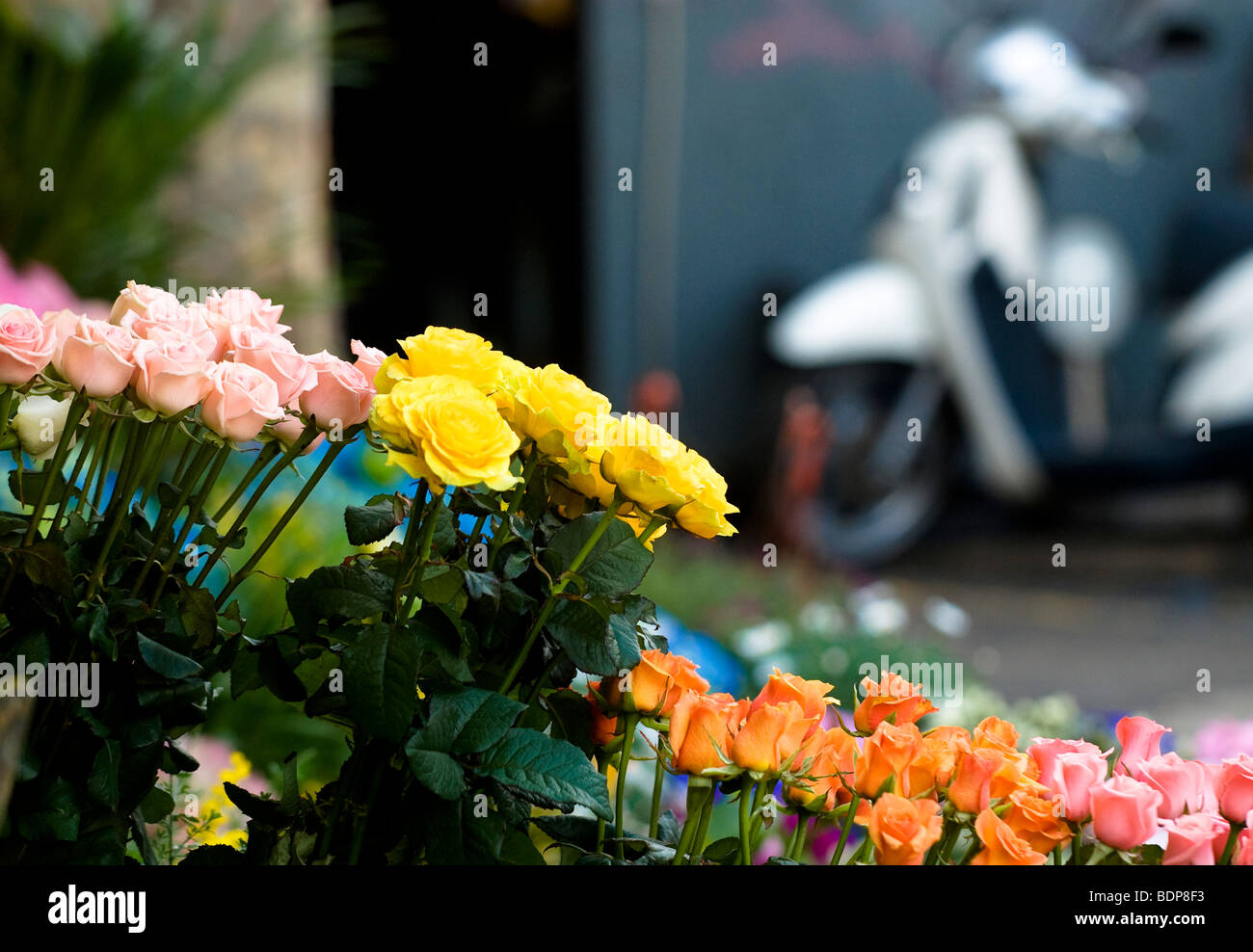 Racimos de rosas fotografías e imágenes de alta resolución - Alamy