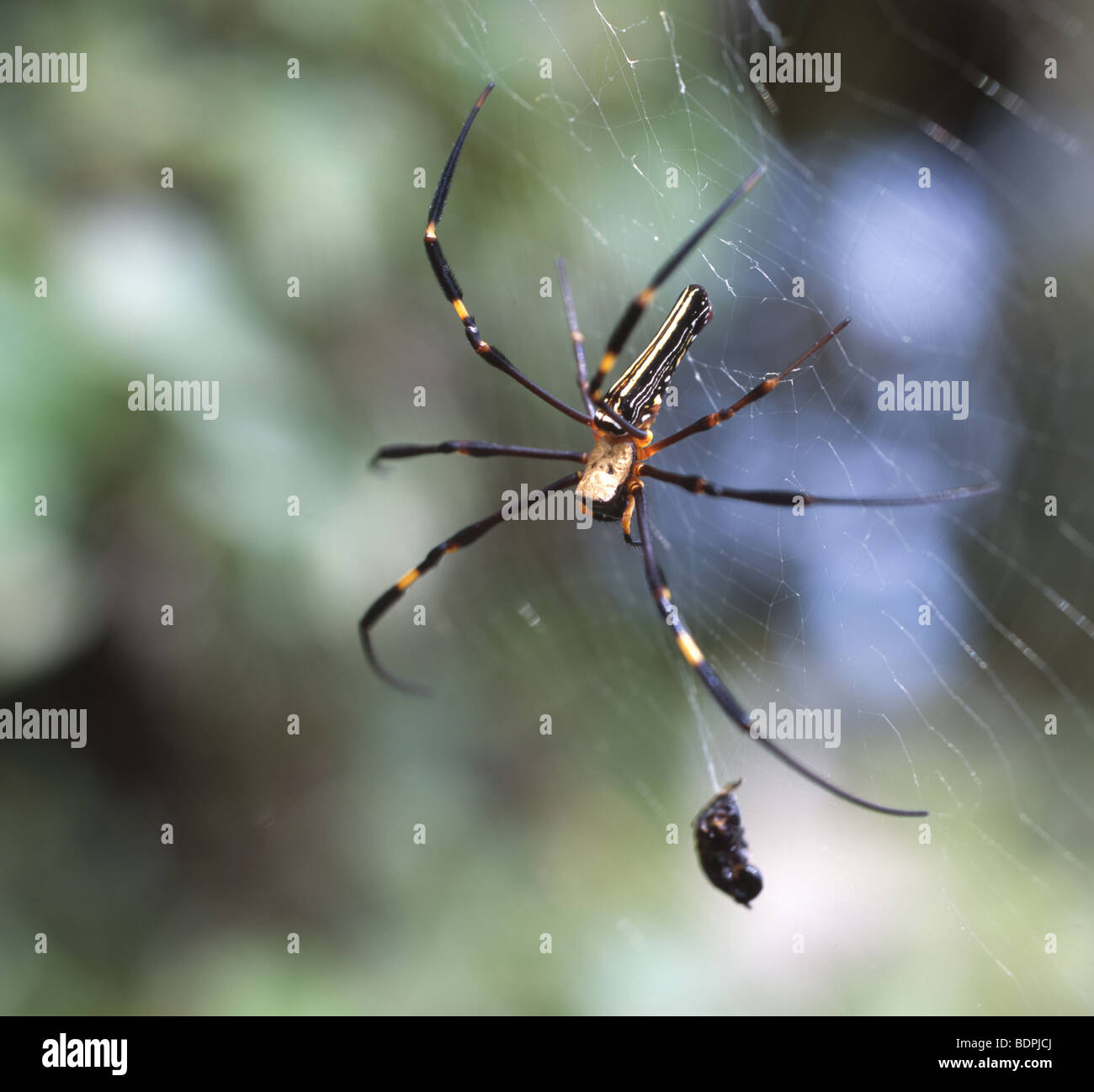 Okinawa orb gigante araña tejedora Nephila pilipes Oojorogumo Foto de stock