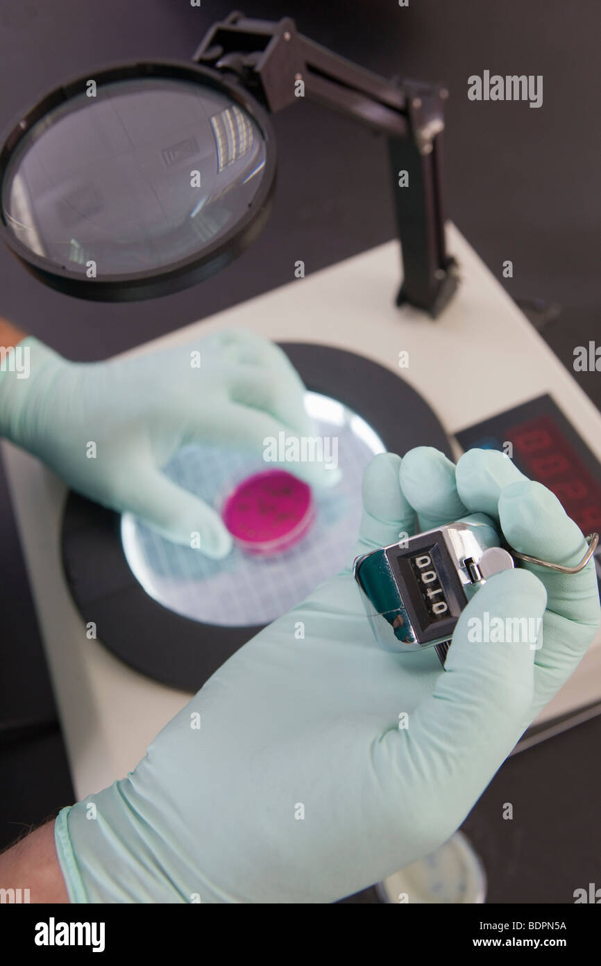 Scientist contando con el recuento de colonias bacterianas máquina Foto de stock