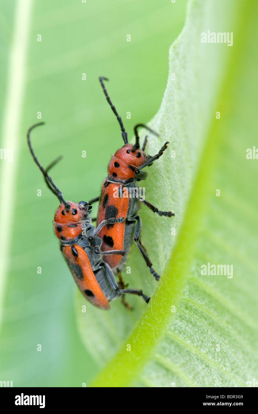 Asclepias Escarabajos rojos (Tetraopes tetrophthalmus) apareamiento. Foto de stock