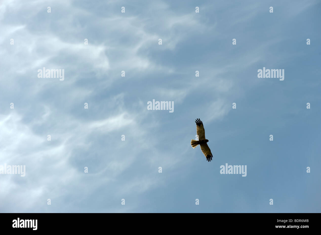 Una gallina harrier volando en el cielo. Foto de stock
