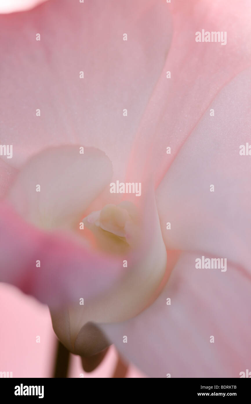 Maravillosamente suave y etérea dendrobium dulce Señora orchid - fotografía artística Jane-Ann Butler Fotografía JABP581 Foto de stock