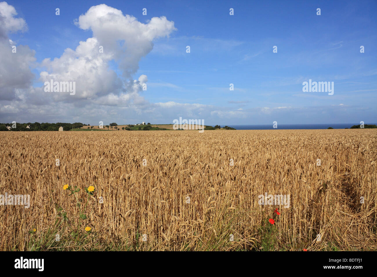 Campo de trigo en Longues-sur-Mer, cerca de Arromanches Normandía Francia. Foto de stock